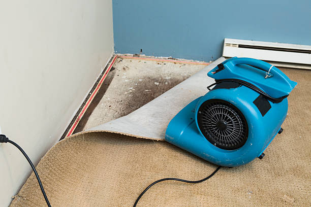 Best Water damage contractors near me  in Winnebago, IL